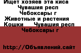 Ищет хозяев эта киса.  - Чувашия респ., Чебоксары г. Животные и растения » Кошки   . Чувашия респ.,Чебоксары г.